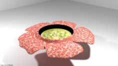 Flower – Rafflesia 3D Model
