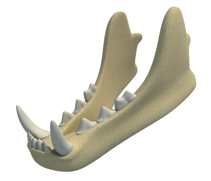 Animal Lower Jaw Mandible 3D Model