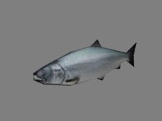 Fishes 3D Model