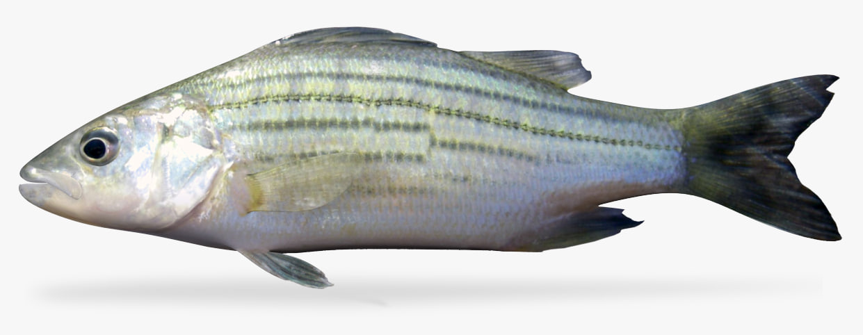 Yellow bass 3D Model