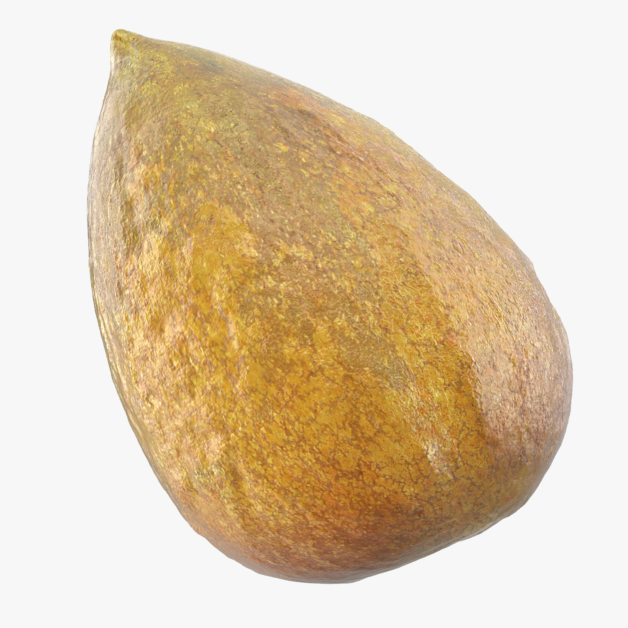 Avocado Seed 3D Model