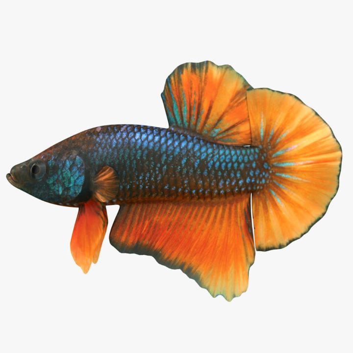 Female Betta 3D Model