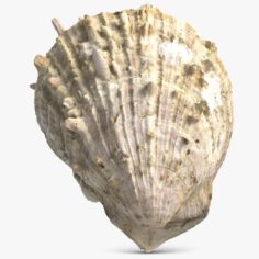 Sea Shell 21 3D Model