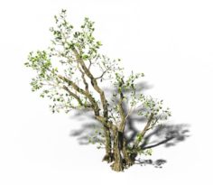 General Plant – Trees 01 3D Model
