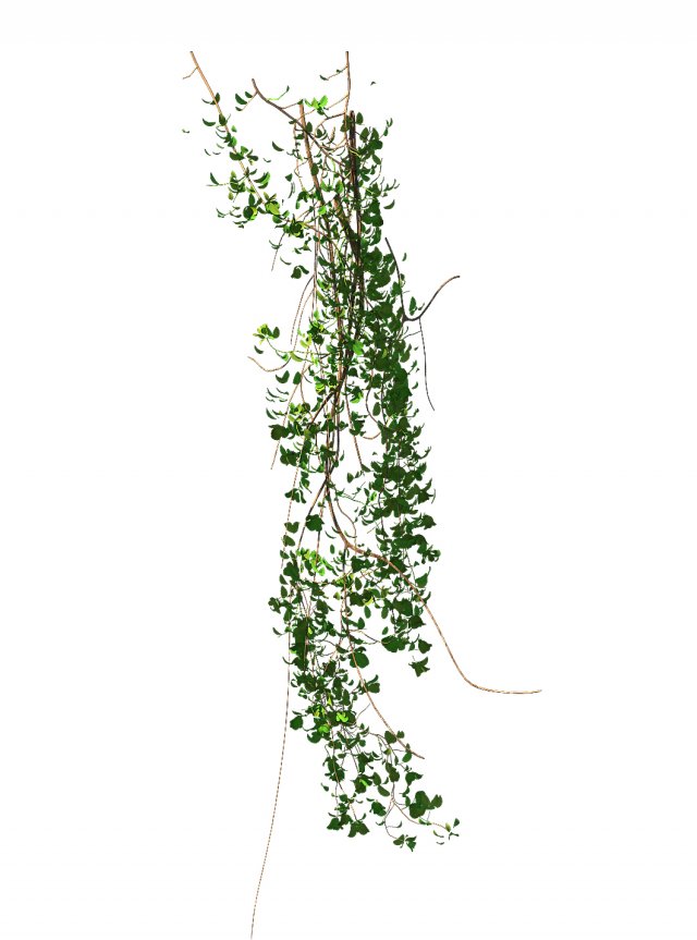 General plant – vines 02 3D Model