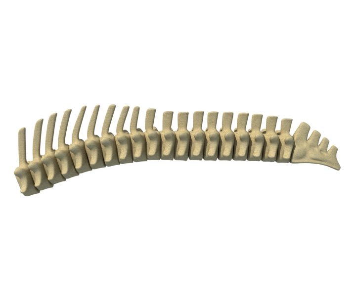 Animal Spinal Column 3D Model