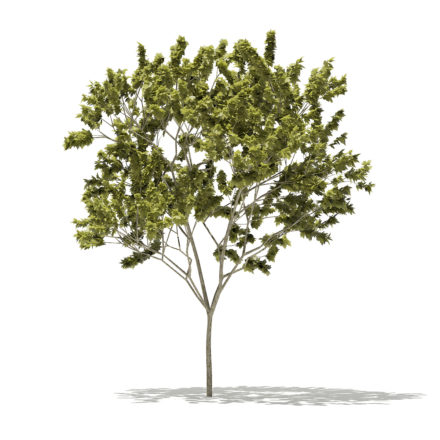 Norway Maple (Acer platanoides) 8.9m 3D Model