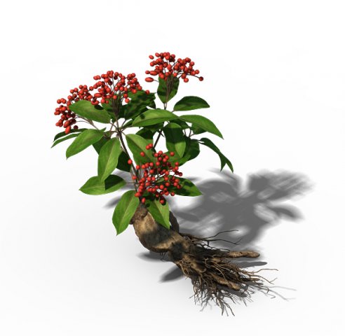 Plant – ginseng 3D Model