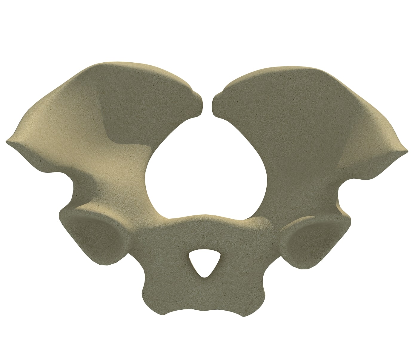 Animal Pelvis V5 3D Model