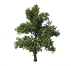 General plant – tree 35 3D Model