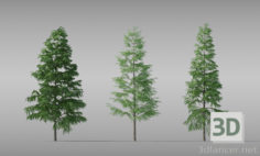 3D-Model 
Pine