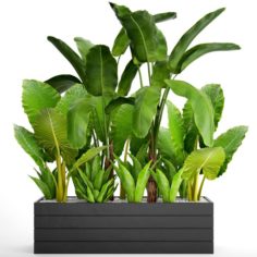 Tropical plants in flowerpot 3D Model