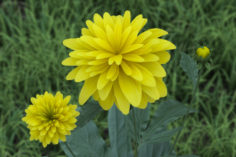 rudbeckia dissected 3D Model