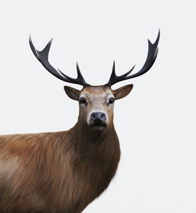 The Forest Deer 3D Model