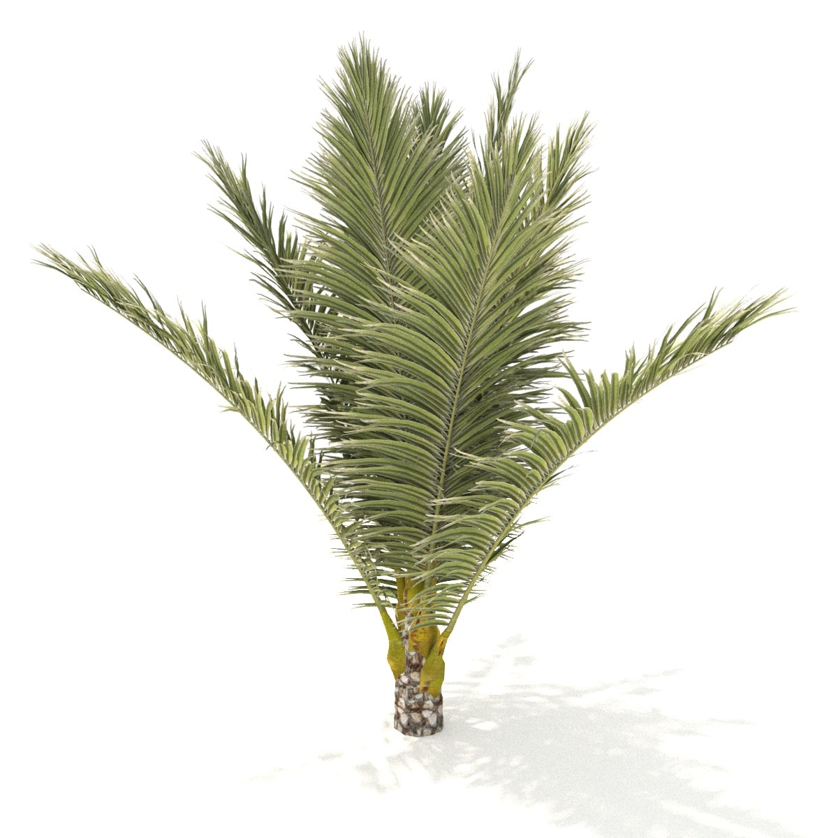 Palmera Baja 3D Model