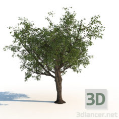 3D-Model 
tree