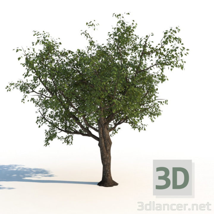 3D-Model 
tree
