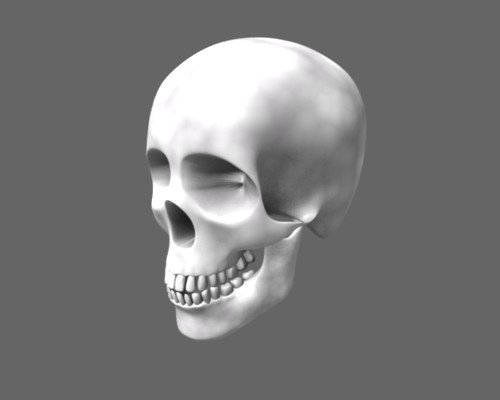The human skull 3D Model