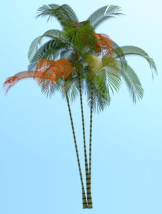 PALMtree CyrtostachysRenda 3D Model