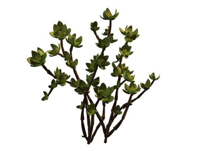 Mount Cliff – Small Plant 01 3D Model