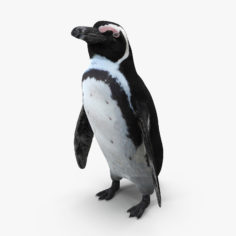 African Penguin 3D model 3D Model