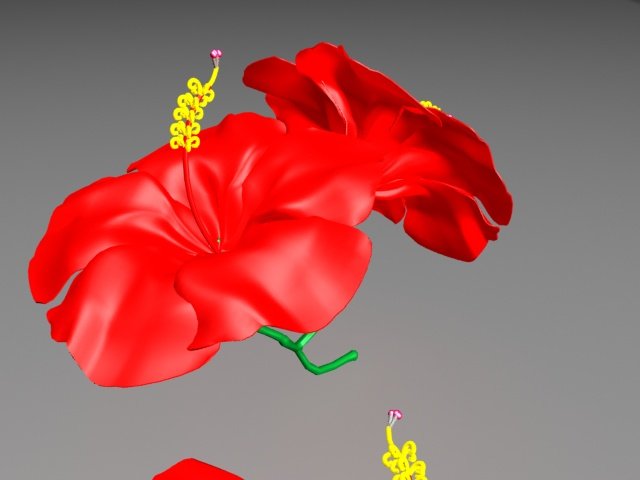 Chinarose Free 3D Model