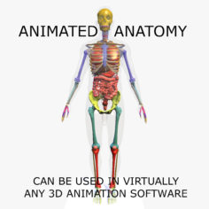 3D Anatomy Animated Full Body Including Skeleton of a Male 3D Model