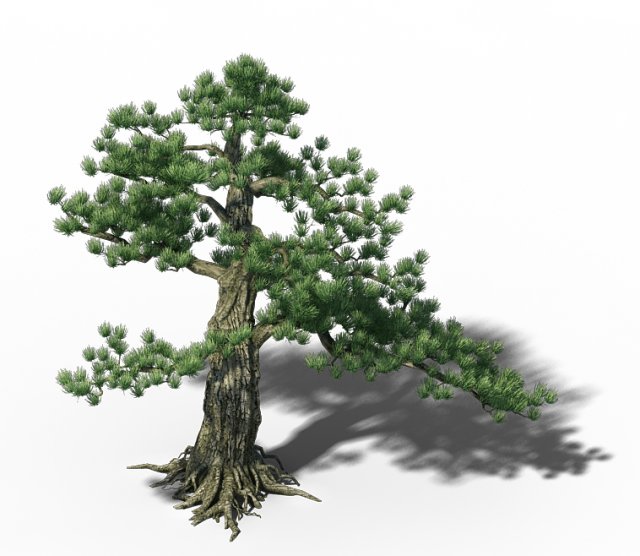 Big Tree – White Chishan – Pine 02 3D Model