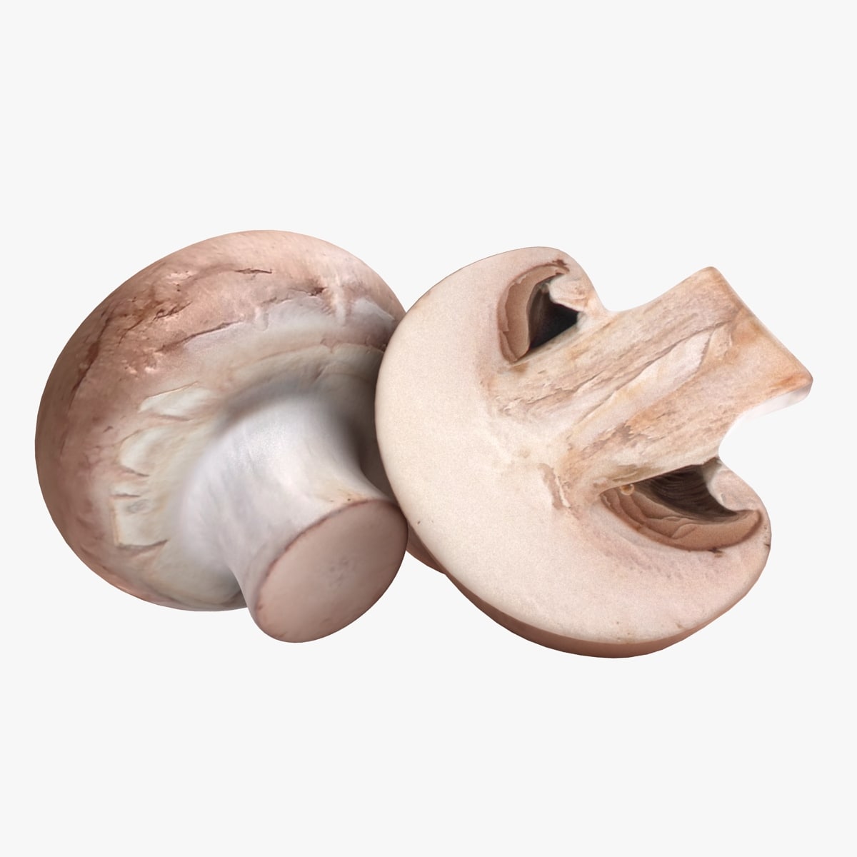 Common mushroom 3D 3D Model