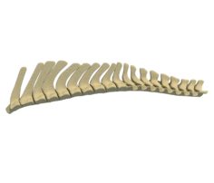 Animal Spinal Column 3D Model