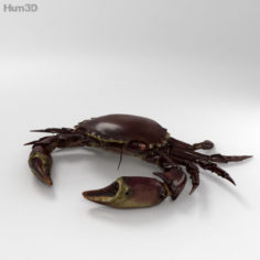 Velvet Crab HD 3D Model