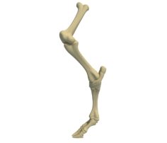 Animal Leg Bones V4 3D Model