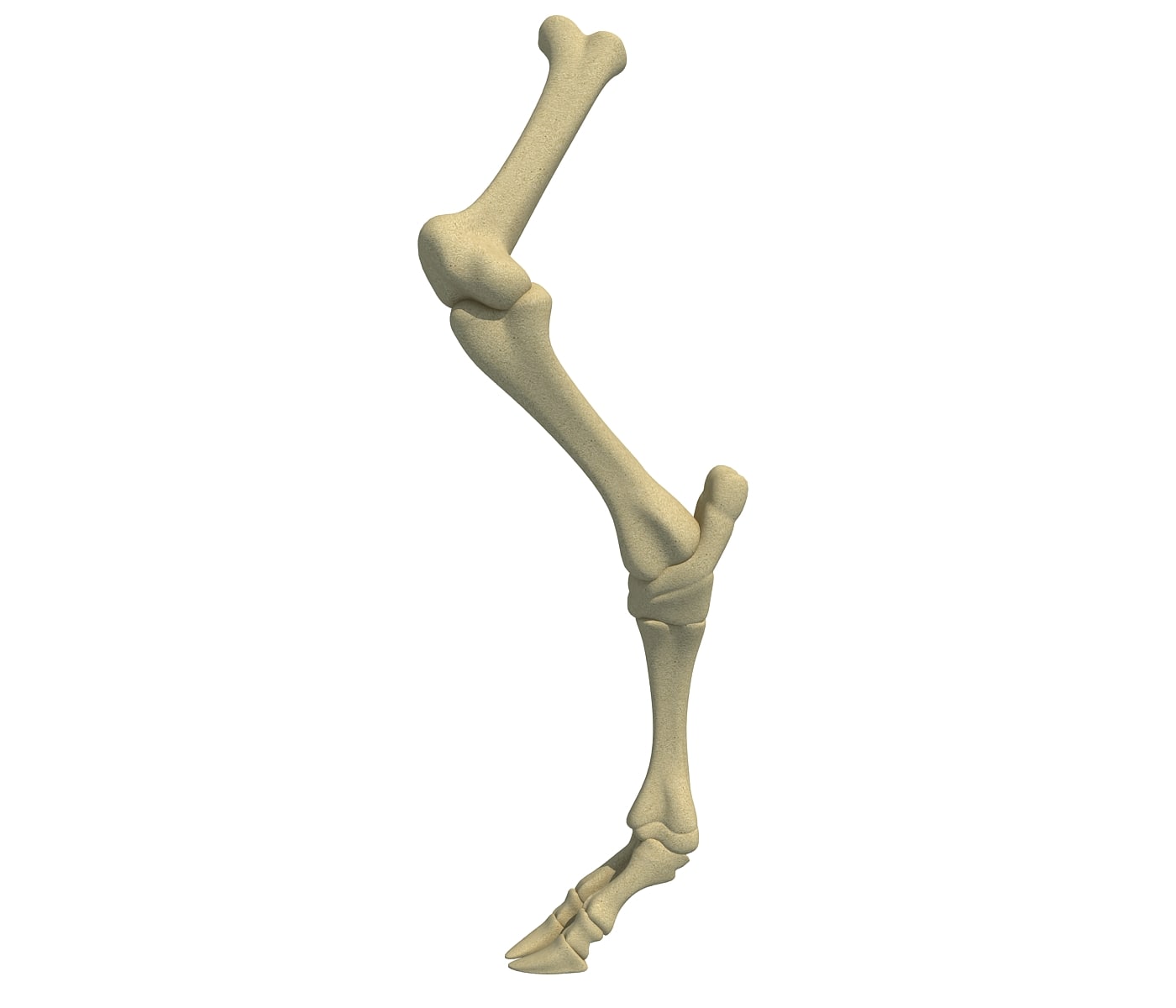 Bones model. Кости ноги 3д. 3д косточка модель. Кости ног 3д модель. 3д модели костей.