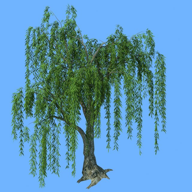 Forest Trees – Willow 02 3D Model