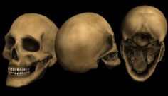 Skull 3D Model