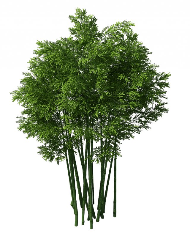 Plant – Bamboo 033 3D Model