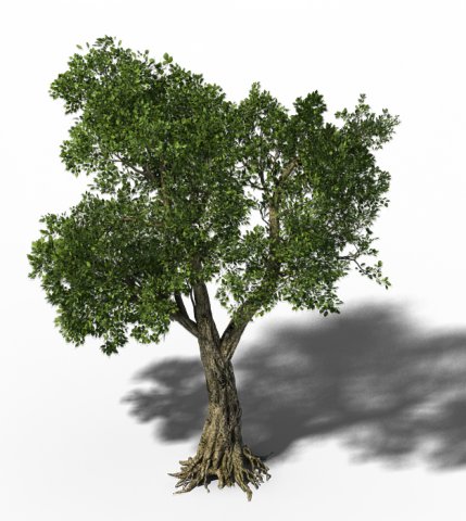 Windland Prairie – Big Tree 01 3D Model