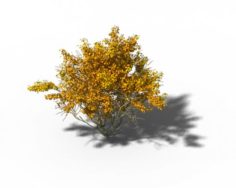 Shrub – Huanglongshan Small Tree 02 3D Model