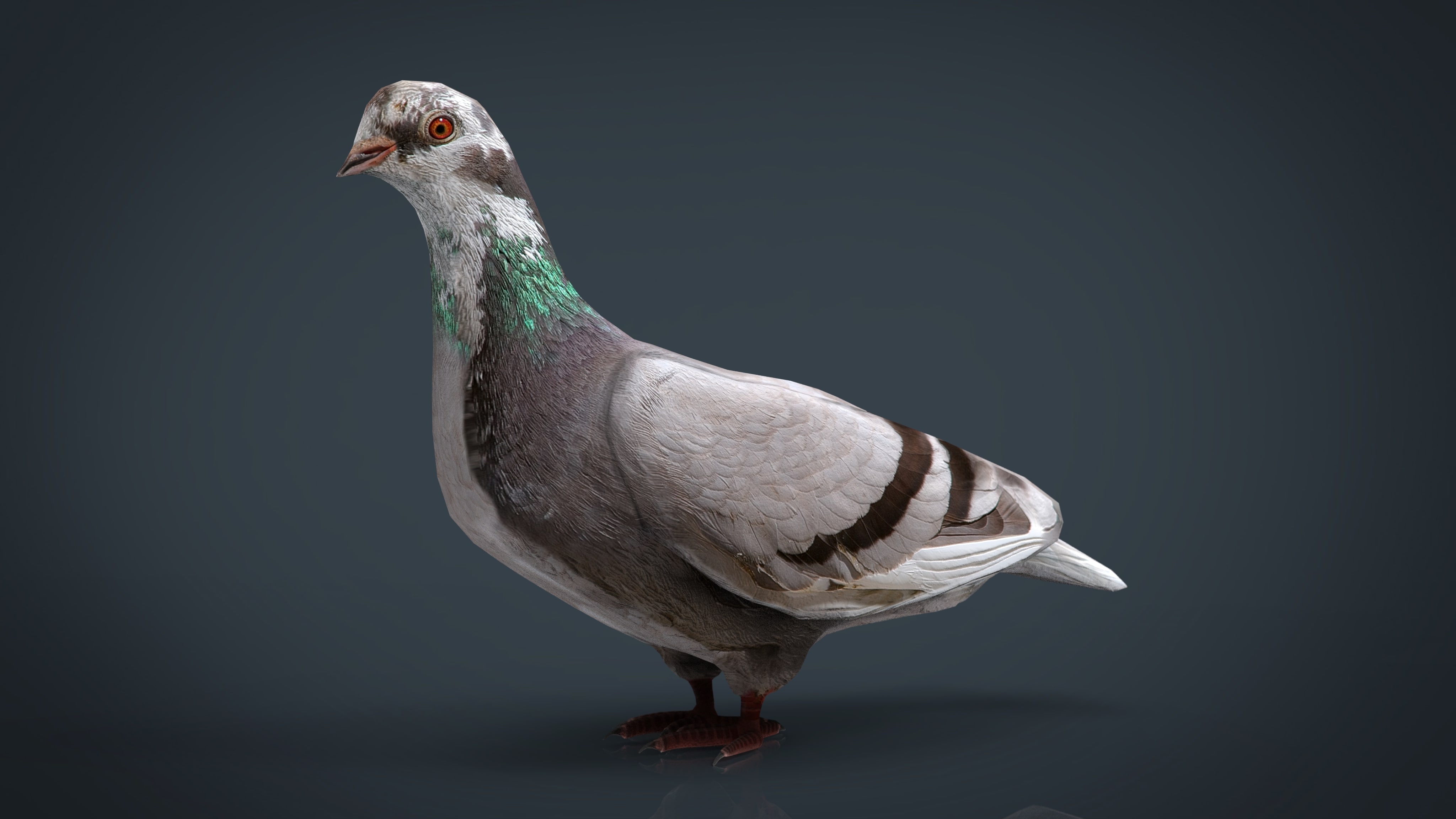 Dove 3D Model