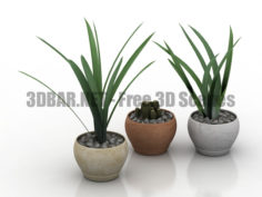 Decor plants 3D Collection