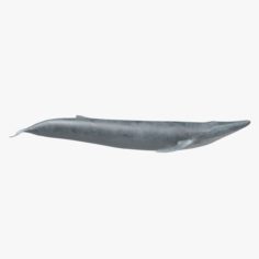 3D Blue Whale 3D Model