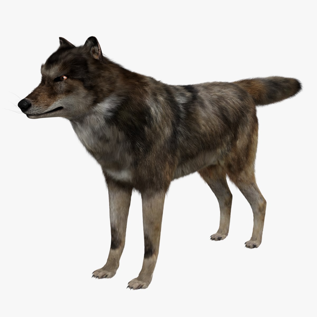 wolf 3D model 3D Model - 3DHunt.co