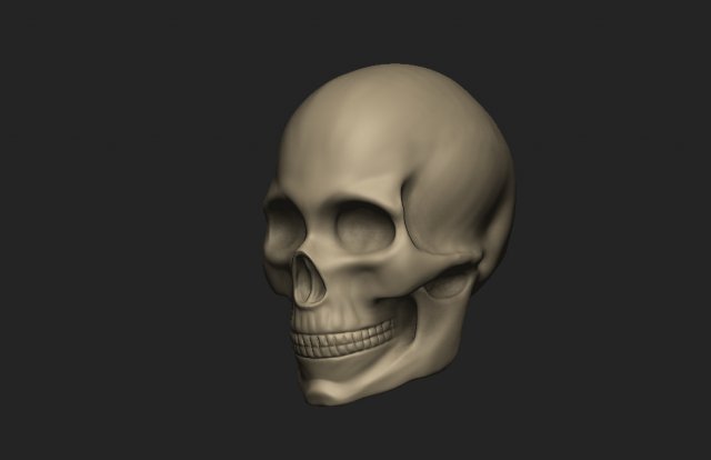 Female Skull 3D Model