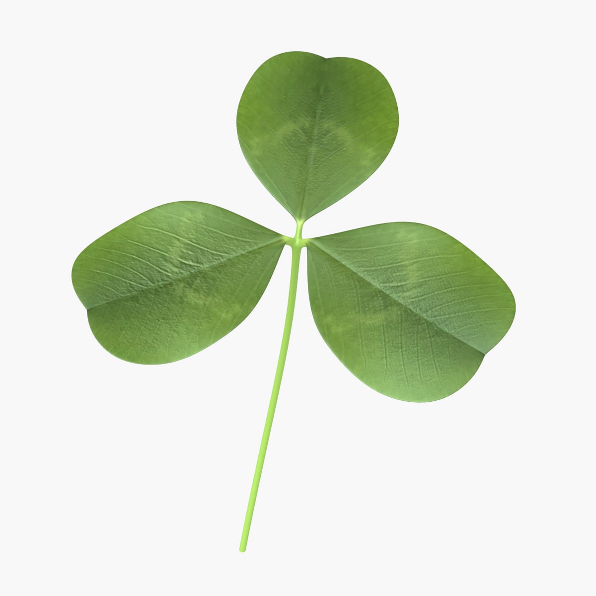 Clover / Shamrock 3D Model