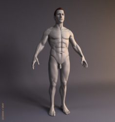 Human male model 3D Model