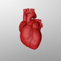 Human Heart 3D Model