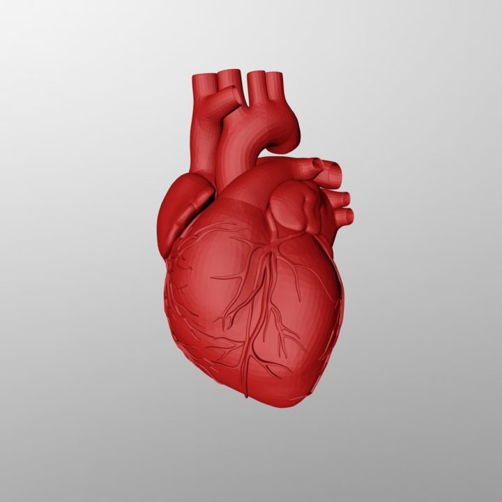 Human Heart 3D Model