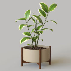 Pot plant 3D Model