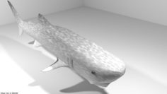 Shark – Whaleshark 3D model 3D Model