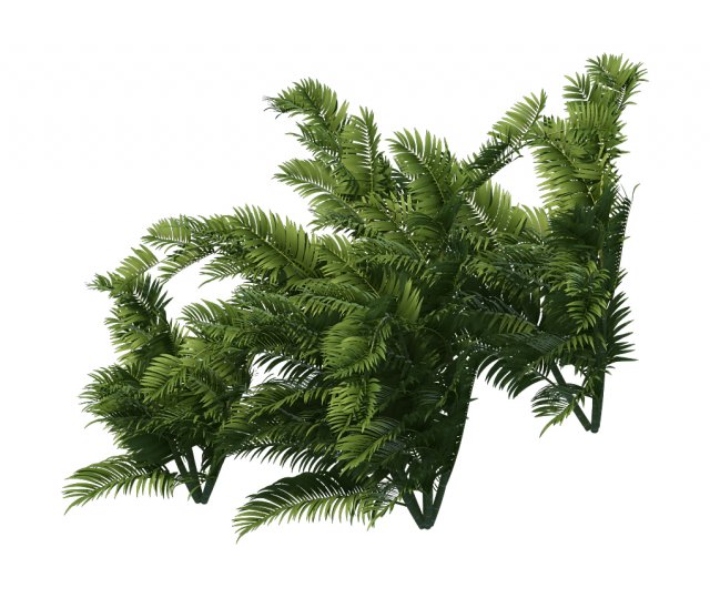 Plant – tropical tree 3D Model